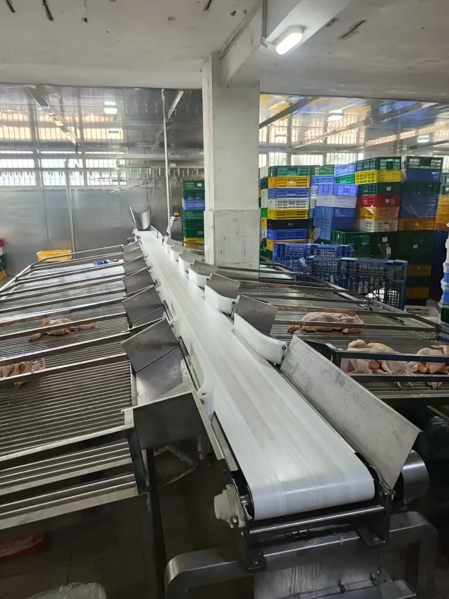 벨트 컨베이어 분류기 - 가금류 부실 분류 스테이션 - foodmachtech