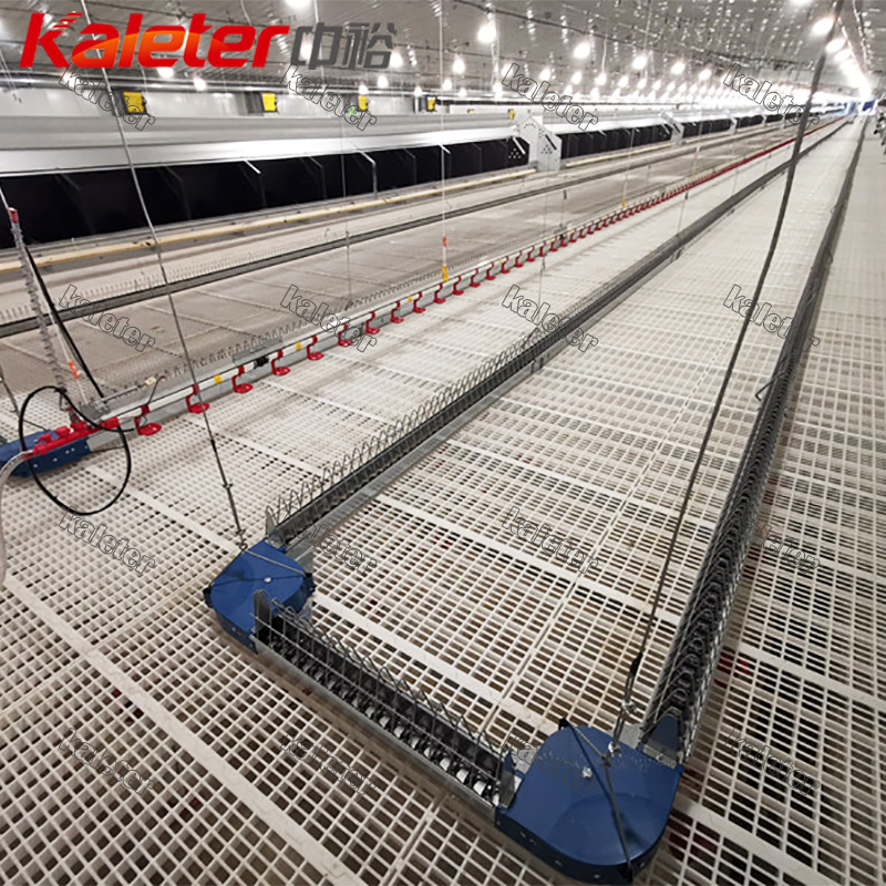 Automatic Chain Feeder Breeder Chicken System Poultry Feeding Line ...