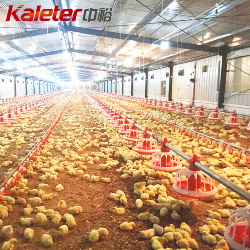Parents Stock Poultry Equipment Chicken Feeder Water Farming Complete ...