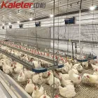 Línea de alimentación automática de la cadena del sistema agrícola del alimentador del pollo del criador de las aves de corral - Sistema de alimentación de aves de corral de cría - foodmachtech