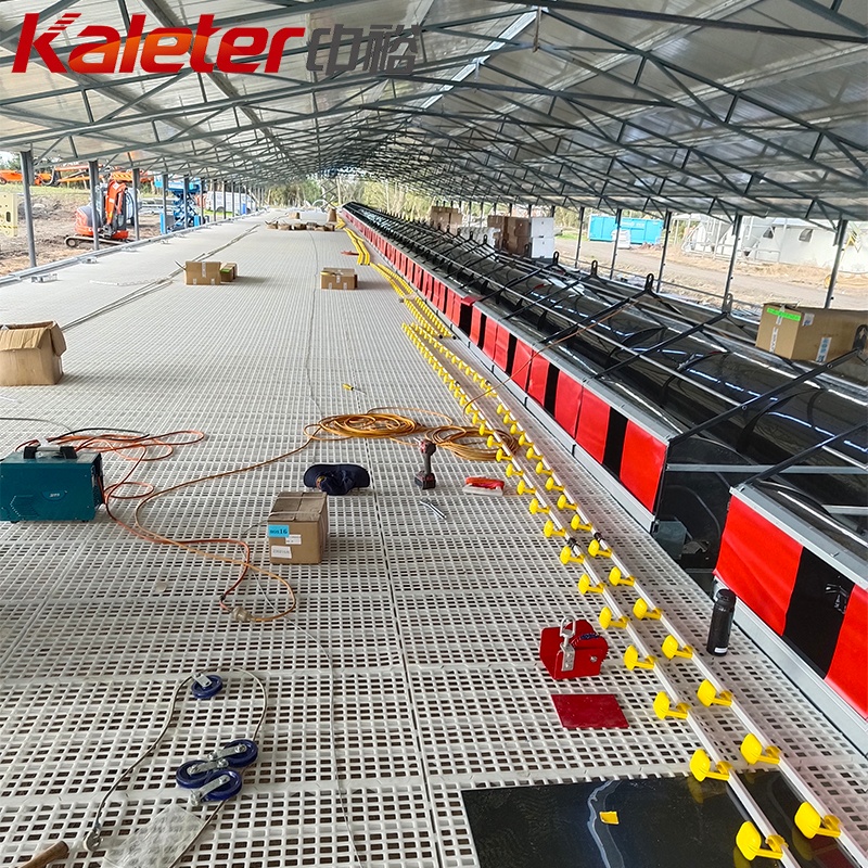 Poner gallina granja caja nido de aves de corral sistema de la máquina de recogida automática rollo de pollo cajas de anidación Roll Away huevos