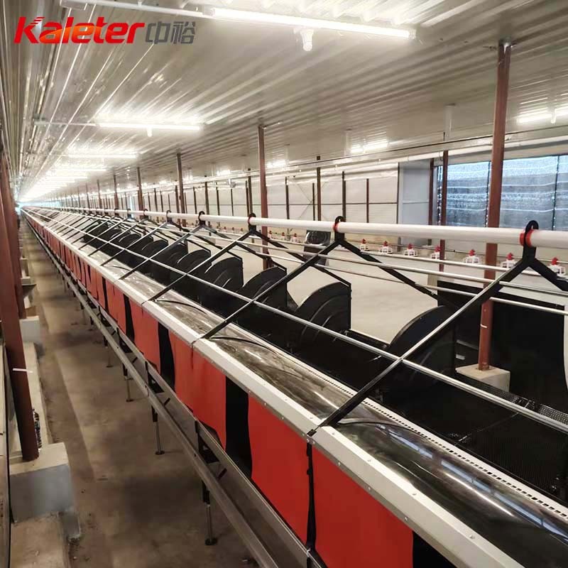 Cajas de nido de huevo de pollo automático caja de nido de granja de aves de corral que ponen huevos roll away recogiendo gallinas para