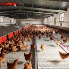 Máquina automática de recolección de huevos Pollo Roll Away Caja de anidación Roll Out Poultry Farm Big Hole Nest Laying Hens - Equipo avícola del criador - foodmachtech