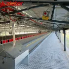 Sistema automático de recolección de huevos para equipos de cría de aves de corral de anidación de pollo, incluida la caja de anidación - Equipo avícola del criador - foodmachtech