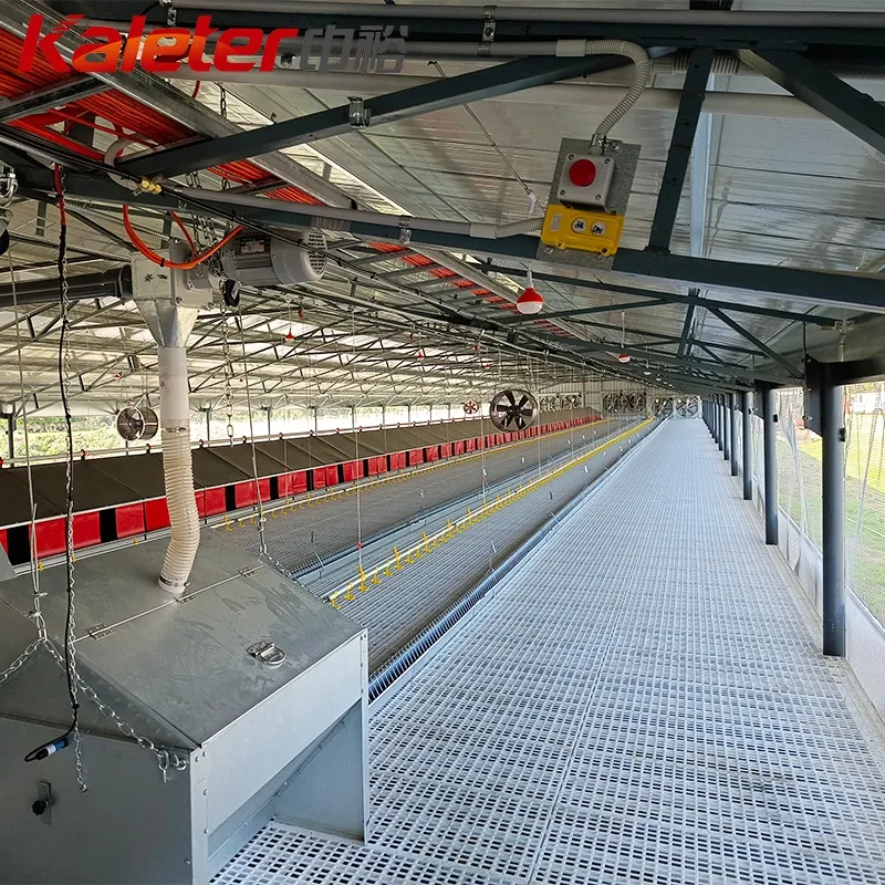 Sistema automático de recolección de huevos para equipos de cría de aves de corral de anidación de pollo, incluida la caja de anidación - Equipo avícola del criador - foodmachtech