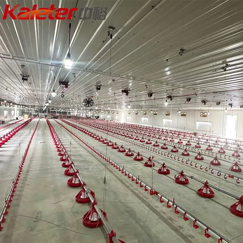 Zhongyu Kaleter自動ブロイラー機器給餌システム鶏の家パンフィーダーライン販売無料レンジ家禽農場 - ブリーダー家禽装置 - foodmachtech