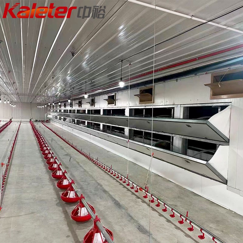 Máquina automática Proyecto de granja de pollos y materiales Equipo de aves de corral Sistema de línea de alimentación de pan de cría Máquina de alimentadores de pollo