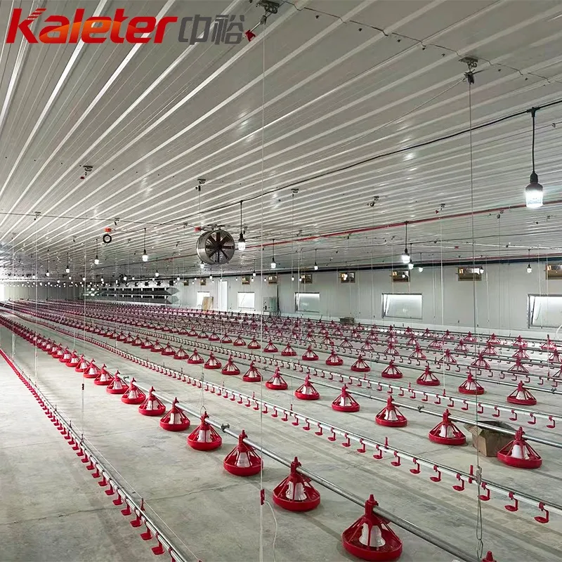 Hähnchen züchter Automatische Hähnchen-Feeder-Linie Automatische Broiler zucht Komplette Satup-Maschine für - Züchter Geflügel Ausrüstung - foodmachtech