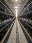 Four-tier automated laying hen cages are suitable for poultry farms - معدات دواجن الطبقات - foodmachtech