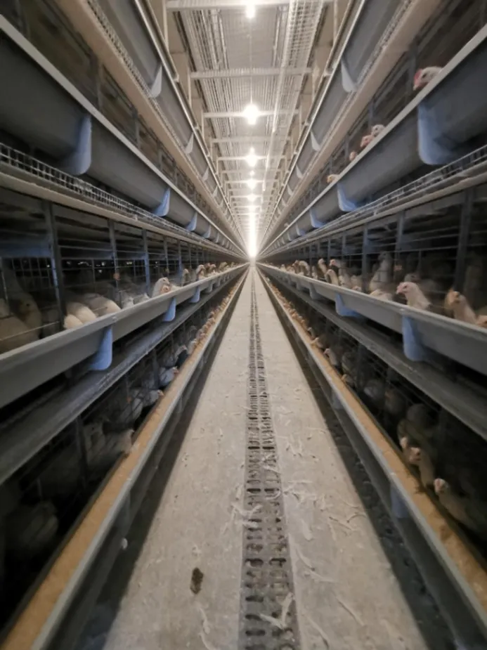 Four-tier automated laying hen cages are suitable for poultry farms - معدات دواجن الطبقات - foodmachtech