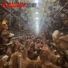 Europa y Australia Capas Equipo Agrícola Automático de Bienestar aves Corral Pollo Jaula Free Range Huevos Poner Gallina Sistema Aviario para - Equipo de avicultura en capas - foodmachtech