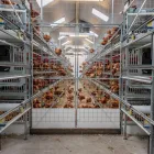 Europa y Australia Capas Equipo Agrícola Automático de Bienestar aves Corral Pollo Jaula Free Range Huevos Poner Gallina Sistema Aviario para - Equipo de avicultura en capas - foodmachtech