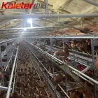 Europa y Australia Capas Equipo Agrícola Automático de Bienestar aves Corral Pollo Jaula Free Range Huevos Poner Gallina Sistema Aviario para - Equipo de avicultura en capas - foodmachtech