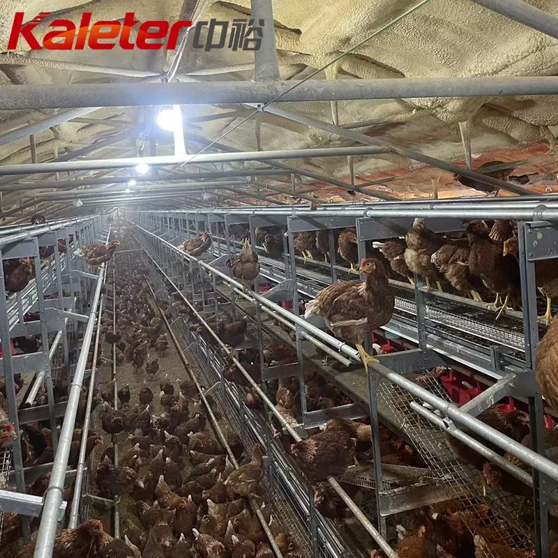 Europa y Australia Capas Equipo Agrícola Automático de Bienestar aves Corral Pollo Jaula Free Range Huevos Poner Gallina Sistema Aviario para - Equipo de avicultura en capas - foodmachtech