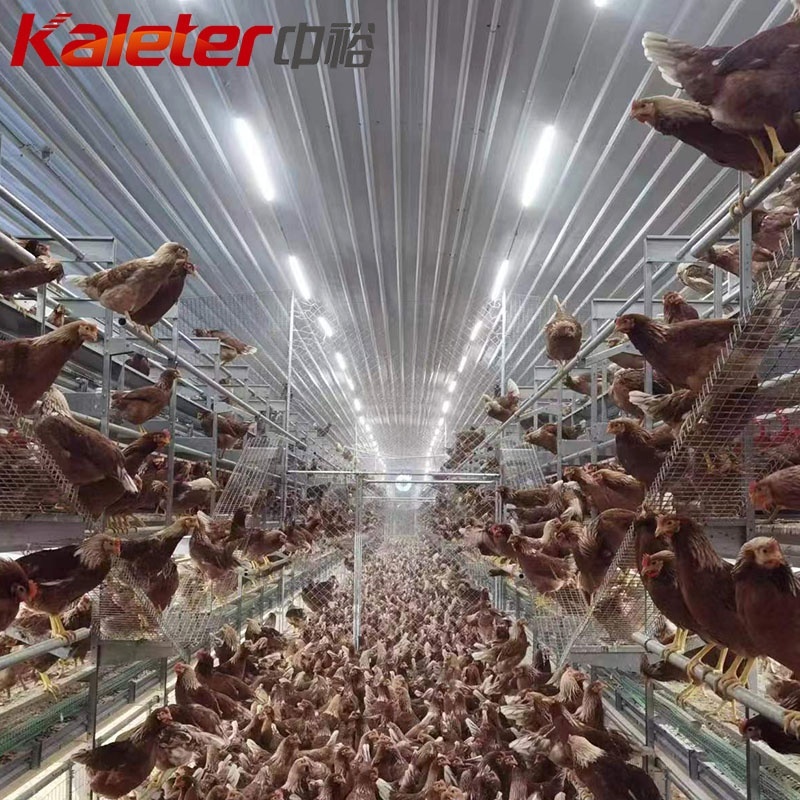 ยุโรปและออสเตรเลียชั้นอุปกรณ์ฟาร์มสวัสดิการอัตโนมัติสัตว์ปีกไก่กรงไข่ช่วงฟรีวางไก่ระบบนักบินสำหรับ