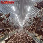 Europa y Australia Capas Equipo Agrícola Automático de Bienestar aves Corral Pollo Jaula Free Range Huevos Poner Gallina Sistema Aviario para - Equipo de avicultura en capas - foodmachtech