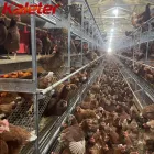 Europa y Australia Capas Equipo Agrícola Automático de Bienestar aves Corral Pollo Jaula Free Range Huevos Poner Gallina Sistema Aviario para - Equipo de avicultura en capas - foodmachtech