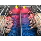 Equipo de granja del cerdo del diseño de la casa de granja de la fábrica Piggery del profesional 800-1000 de 30 años - Sistema de vivienda - foodmachtech
