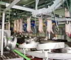 Dây chuyền giết mổ lợn sống - Máy tách thịt lợn - foodmachtech