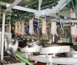 Dây chuyền giết mổ lợn sống - Máy tách thịt lợn - foodmachtech