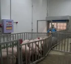 Línea completa moderna del equipo de la matanza y de tratamiento de la carne del cerdo para el ganado con el motor de la base y los componentes del transporte - Línea de producción de sacrificio de cerdos - foodmachtech