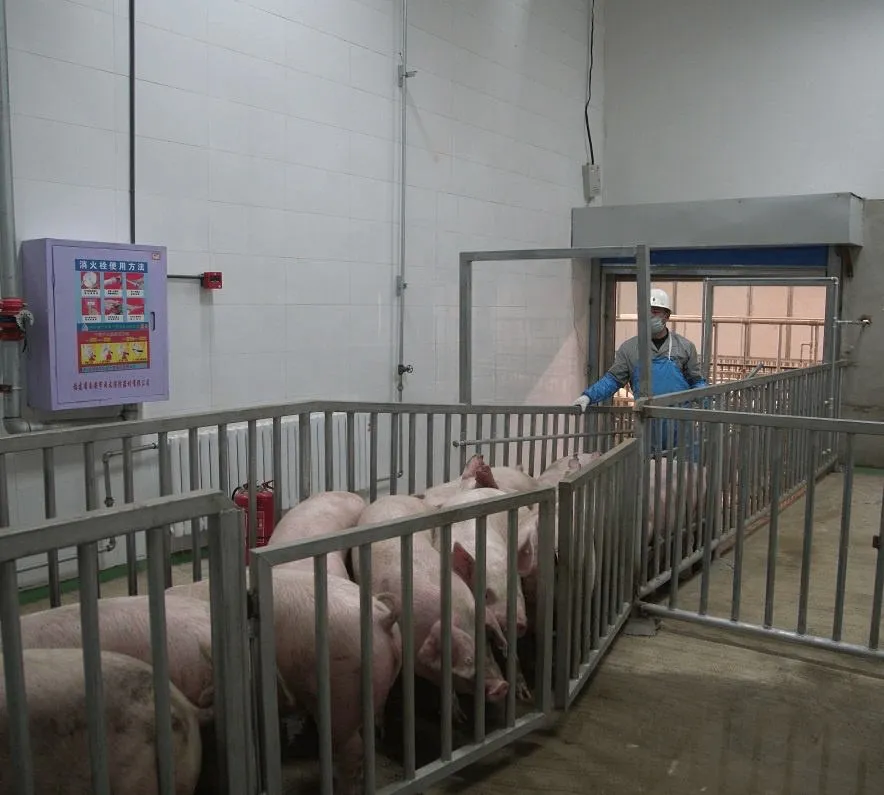 Línea completa moderna del equipo de la matanza y de tratamiento de la carne del cerdo para el ganado con el motor de la base y los componentes del transporte - Línea de producción de sacrificio de cerdos - foodmachtech