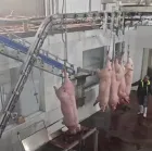 Linha completa do abate do porco Máquinas do matadouro do suíno com equipamento do açougueiro para o porco - Linha produção abate porcos - foodmachtech