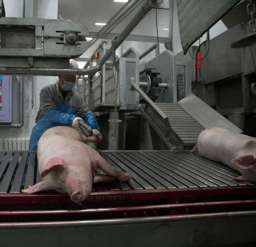 Schweinefleisch-Verarbeitung maschinen für Schweine abattoir Automatische Farm Killing Equipment - Schweine schlachtung Produktions linie - foodmachtech