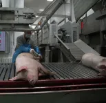 호그 Abattoir를 위한 자동적인 농장 죽이는 장비 돼지 도살 선 돼지 고기 가공 기계 - 돼지 도살 생산 라인 - foodmachtech
