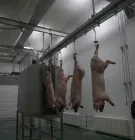 Schweineschlachtung linie Schweinefleisch-Pflanzen ausrüstung Schweine-Schlachthof-Maschine - Schweine schlachtung Produktions linie - foodmachtech
