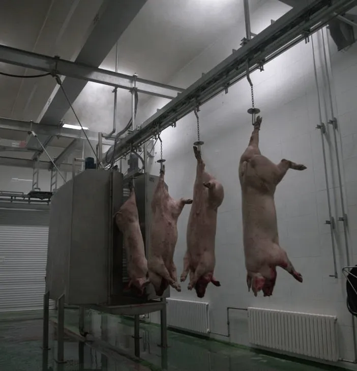 Schweineschlachtung linie Schweinefleisch-Pflanzen ausrüstung Schweine-Schlachthof-Maschine - Schweine schlachtung Produktions linie - foodmachtech