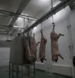 돼지 도살 선 돼지 고기 공장 장비 돼지 Abattoir 도살 기계 - 돼지 도살 생산 라인 - foodmachtech