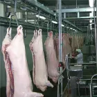 Línea compacta del equipo del matadero del cerdo para las instalaciones de proceso pequeñas y medias del cerdo - Línea de producción de sacrificio de cerdos - foodmachtech