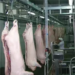 小型豚食肉処理場設備ライン - 豚の屠殺生産ライン - foodmachtech