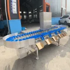 Caliente-venta de la máquina de clasificación completamente automática de la fruta en un precio asequible - Máquina clasificadora por peso - foodmachtech
