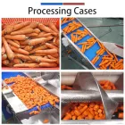 Vegetable Washing Equipment Pumpkin Peeper Leavy Greens Sorting Washing Sterilizing Machine - Weight Sorting Machine - foodmachtech