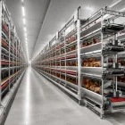 Four-tier automated laying hen cages are suitable for poultry farms - معدات دواجن الطبقات - foodmachtech
