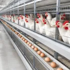 Four-tier automated laying hen cages are suitable for poultry farms - معدات دواجن الطبقات - foodmachtech