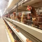 Four-tier automated laying hen cages are suitable for poultry farms - معدات دواجن الطبقات - foodmachtech