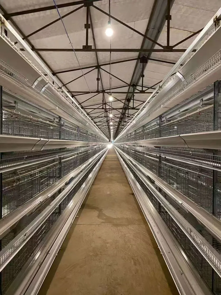 Equipmen per l'allevamento di pollame completamente automatico - Sistema agricolo a strati - foodmachtech