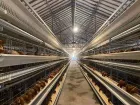 Equipmen per l'allevamento di pollame completamente automatico - Sistema agricolo a strati - foodmachtech